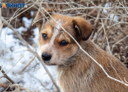Власти запретили пьяным волжанам гулять с собаками