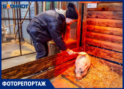 Где и как поласкать удава в Волжском: фоторепортаж