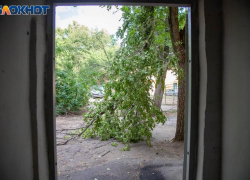 В Волжском на валку и вырезку ветвей деревьев выделили больше 3 миллионов рублей 