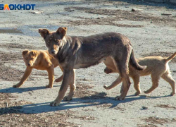 Еще 3 миллиона рублей выделяют на обращение с бездомными собаками в Волжском