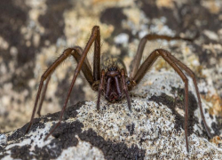 Ядовитый паук обитает возле жилища волжан