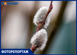 Природа Волжского игнорирует капризы погоды