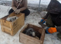 Три лисички из Брянска теперь живут в приюте близ Волжского: видео