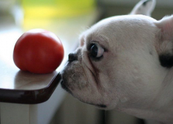 В колонии под Волгоградом служебной собаке не понравилась начинка помидоров