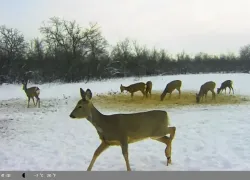 Волгоградские экологи и общественники помогут подсчитать охотничьи ресурсы