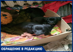 Волжанка ищет любящих хозяев для маленьких щенят