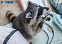 8 тысяч человек обратились за помощью : карантин по бешенству из-за енотовидной собаки объявили близ Волжского