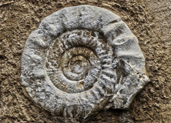 В Волжском откроют выставку, посвященную океану Тетис