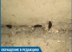 Трехсантиметровые тараканы плодятся в жилых домах Волжского