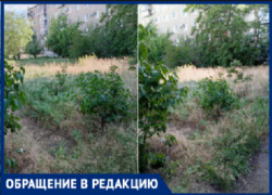 «Ждем, когда кто-нибудь подожжет»: жители 30-го микрорайона Волжского жалуются на «джунгли» у дома и клещей на детях