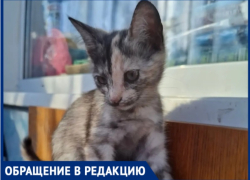 «Мы хотим вернуть их домой»: в Волжском ищут кошку и двух котят, которые пропали за один вечер