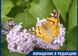 "Волжане удивлены нашествием красивых бабочек на сирени", - волжанин