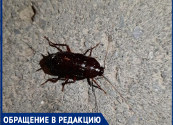"Я бежала домой быстрей что бы не видеть эту жуть", - волжанка