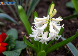 Солнце будет выглядывать из-за туч во вторник: погода в Волжском