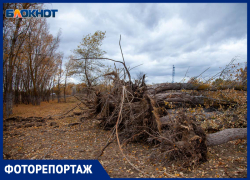 Что осталось от Волга-Ахтубинской поймы на месте строительства трассы под Волжским