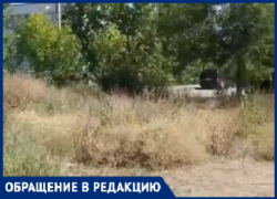 «Липы не поливаются»: в Волжском господствуют заросли и засыхающие деревья