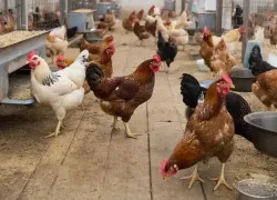 Птицефабрику «Волжская» через суд обяжут прекратить травить волжан