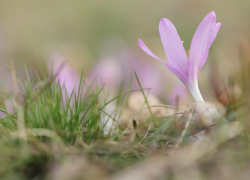 Волжский готовится к появлению первоцветов