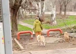 «Собаки стаей кидаются на детей»: жители Волжского пожаловались на выгул без поводков