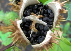 Двое школьников из Волгоградой области попали в больницу из-за отравления семенами дурмана