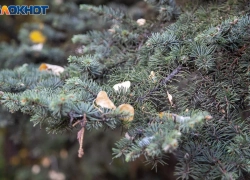 Прохладный и дождливый вторник прогнозируют в Волжском