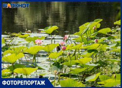 Разведка на Круглом: лотосы цветут, но до них не добраться