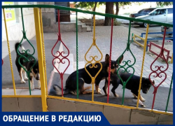 «Собаки шумные, агрессивные, кидаются на детей», - волжанка