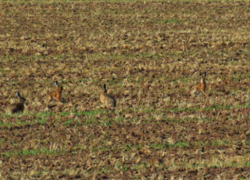 Мужчина похвастался трофеем в соцсети и нарвался на наказание