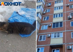 Выбросил из окна и обрек на страшные муки: год условно дали за убийство кота волжанину