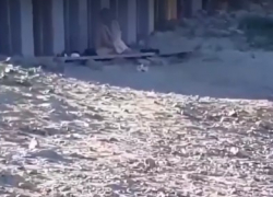 Секс на пляже молодой пары попал на видео в Волгограде: кругом были дети