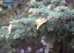 Прогноз погоды на начало недели в Волжском