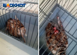 Замученную птицу с оторванным хвостом нашли в Волжском: помогите спасти
