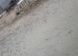 Полчища саранчи атаковали СНТ Тюльпан под Волжским, несмотря на опровержения Россельхознадзора