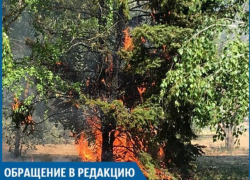 Подростки сожгли ель в сквере на Пионерской, - волжанин
