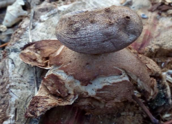В регионе найден уникальный краснокнижный гриб   