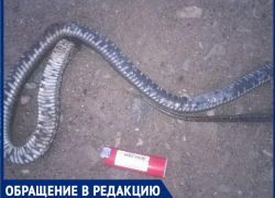 "Двух гадюк за день лопатой зарубили",- волжанка