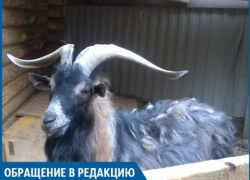 Животные в зоодворике в Волжском мучаются от жары и грязи, - горожанка