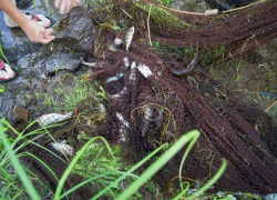 В Волго-Ахтубинской пойме задержали браконьеров с бреднем