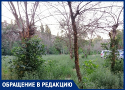 Сухие ветки падают на машины и людей: жители уверены, что Волжский скоро превратится в джунгли