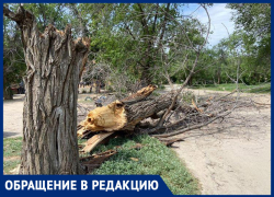 Сухое дерево упало около детской площадки в Волжском