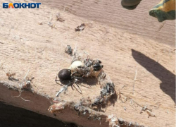 Поселение ядовитых пауков-каракуртов обнаружили в Волжском:фото