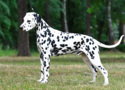 В Волгограде далматин покусал 9-летнюю девочку