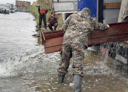 В Волжском в реку выпустили 20 тысяч мальков сазана