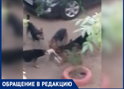 Все утро разрывали кошку: на видео попали бродячие псы, которые терроризируют двор в Волжском