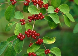 Под Волгоградом 7-летняя девочка умерла, съев волчью ягоду