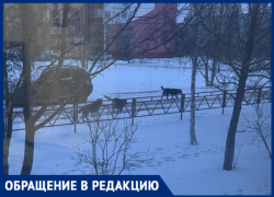 «Ребенка страшно выпускать на улицу»: в Волжском стая собак держит в страхе целый двор