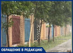 Вандалы орудуют в Волжском: содрали кору с дерева и скрылись