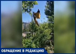 «Безжалостно срубают зеленые тополя»: жители возмущены работой коммунальщиков