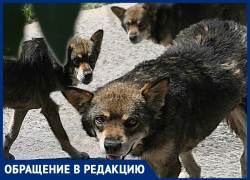 «Стая собак напала на моего мужа», - Мария Бакумова 