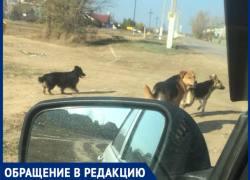 «Пришлось отбивать стаю собак от девушки с годовалым ребенком», - волжанка